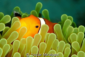Clownfish by Oscar Miralpeix 